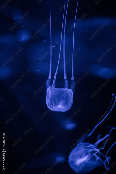 Close Up Image Of A Box Jellyfish The Most Poisonous Animal In The