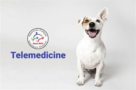 Telemedicine - Vet in American Canyon | American Canyon Veterinary Hospital