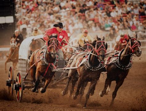 Stampedestampede2 verb 1 runintransitive, transitive if a group of large animals or people stampede. 58 things to do in Calgary this July | Daily Hive Calgary