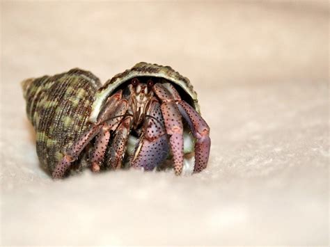 Hermit Crab Wallpapers Hd Download Free Backgrounds