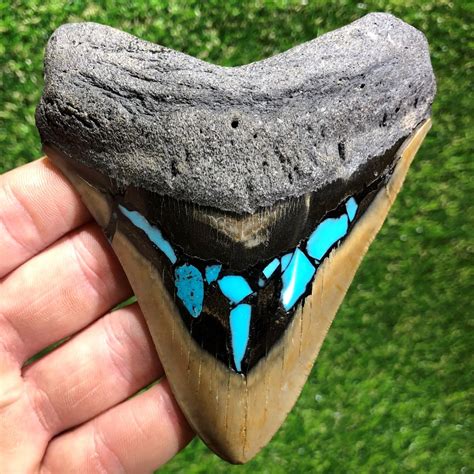 464 Inch Inlaid Megalodon Tooth It 24