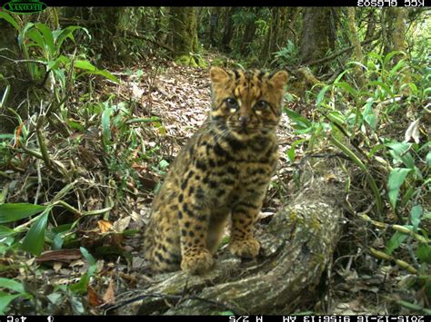 Look An Endangered Marbled Cat Spotted Again In Remote Nature Reserve