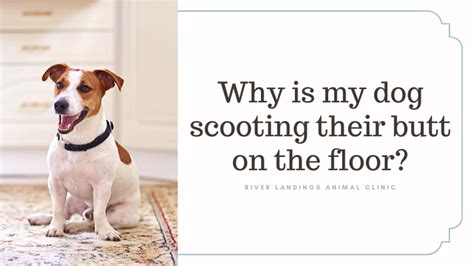 Why Dogs Scoot Their Buts On The Floor