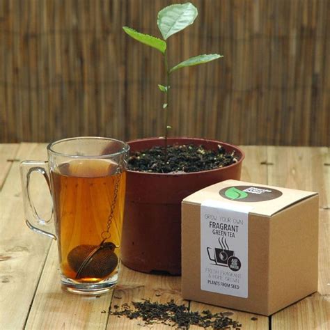 Grow Your Own Tea Plant Tea Plant Green Tea Plant Plants