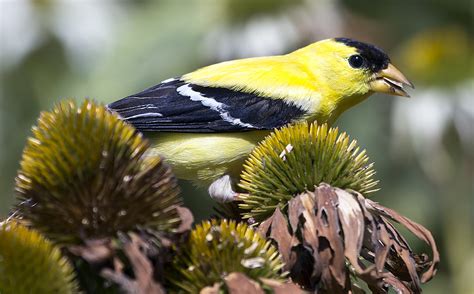 American Eastern Goldfinch Bird Norfolk Botanical Gardens Flickr