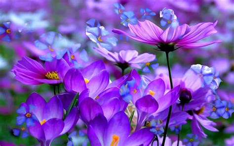 Crocuses Beautiful Purple Flowers Colored Detsktop Wallpaper Hd