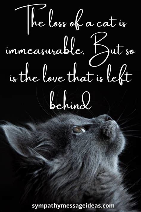 41 Heartfelt Loss Of Cat Quotes And Images Sympathy Card Messages In