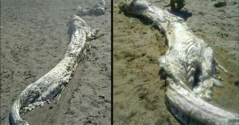 Mystery Of Horned Sea Monster Washed Up On Spanish Beach Pictures