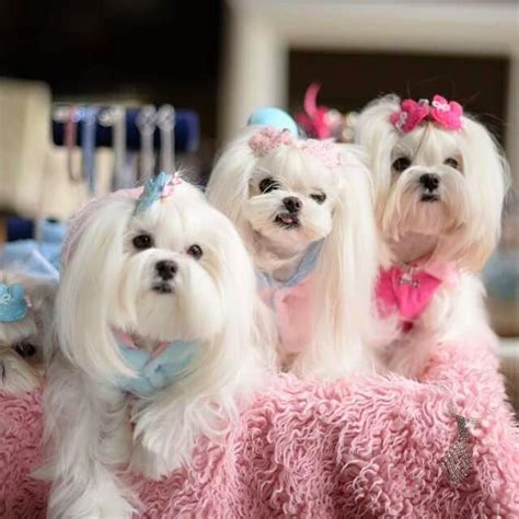 Maltese Beauties Omg Love Love Love Maltese Dogs Maltese Puppy Maltese