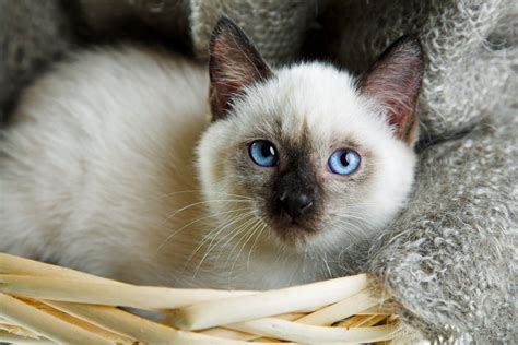 Siamese Cat Characteristics That You Will Love Ourfriends4ever