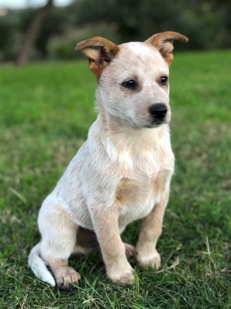 View this photo on instagram instagram: Blue Heeler Puppies For Sale In Texas - PetsWall