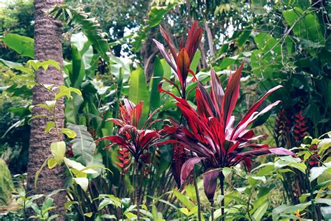 Cordyline Plant Care Growing Guide Plantly