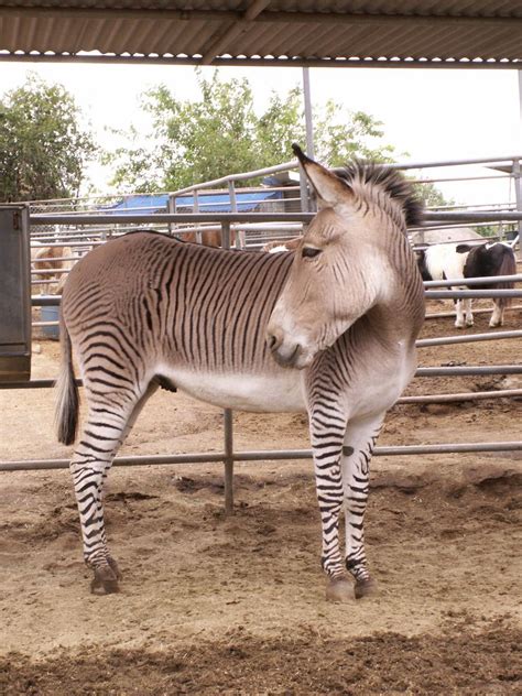 Zonkey Gelding Zonkey Zorse Big Animals