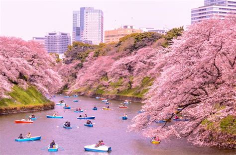 The Best Places To See Cherry Blossoms In Japan