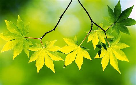 Nice Green Maple Maple Leaf Background 🔥 Download Best Free Photos
