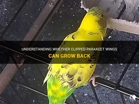 Understanding Whether Clipped Parakeet Wings Can Grow Back Petshun