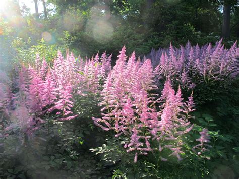How To Successfully Grow Astilbe A Field Guide To Planting Care And