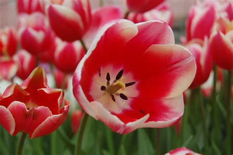 Tulip Pink Spring Free Photo On Pixabay Pixabay