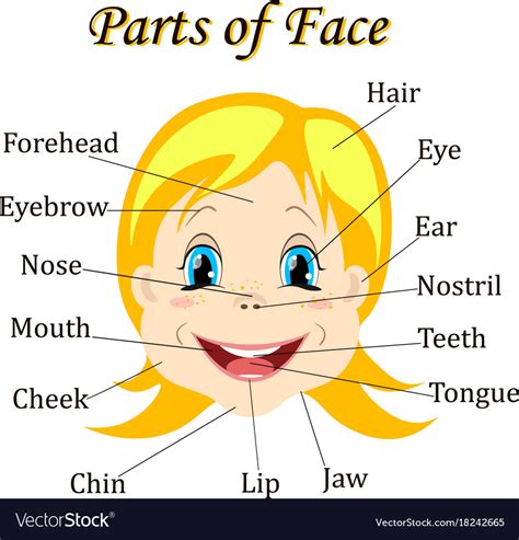 Cartoon Child Girl Vocabulary Of Face Parts Vector Image