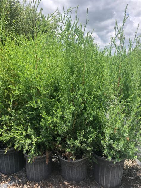 Juniperus Virginiana Eastern Redcedar 1 Gallon Mail Order Natives