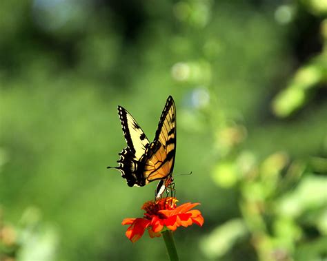 Swallowtail On Zinnia Photograph By Tom Strutz Fine Art America
