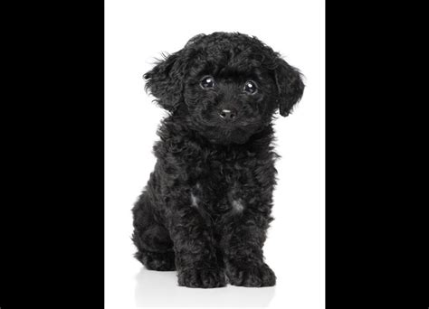 Black Poodle Poodle Puppies Cute Dogs