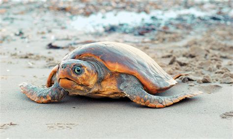 Ακόμα μία θαλάσσια χελώνα καρέτα καρέτα βρέθηκε νεκρή Peiraiasnewsgr