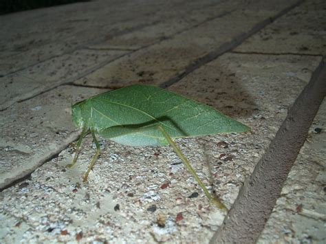 Green Leaf Bug Microcentrum Retinerve Gimme Fiction Flickr