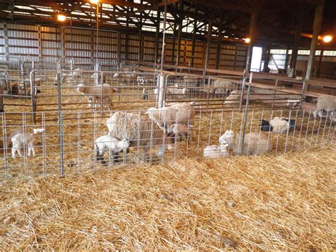 A Place In The Country Lambing Barns