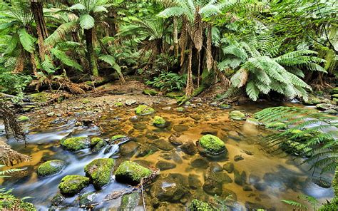 1280x768px Free Download Hd Wallpaper Rainforest Creek Australia