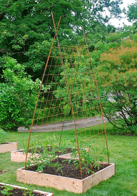 Seeding The Good Life Building Tomato Trellises From Rebar And Remesh