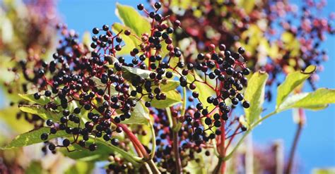 Growing Elderberries A Complete Guide On How To Plant Grow And Harvest