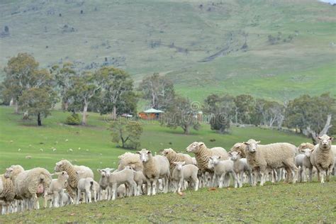 Sheep In Ranch New Zealand Farm Stock Photo Image Of Bench Backyard