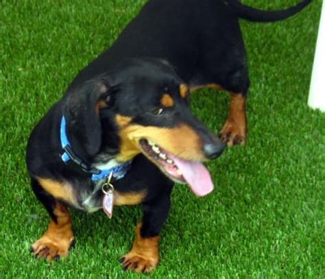 Created by god and bred with love! Sully in TN's Web Page | Dachshund puppies rescue ...