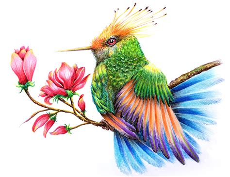 Colour Pencil Drawing Pictures Of Birds Kal Aragaye