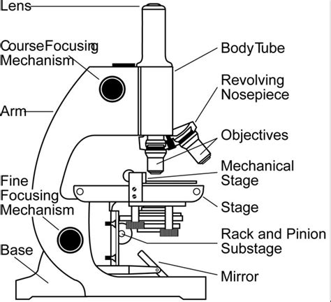 Microscope Types Parts History Facts Science4fun