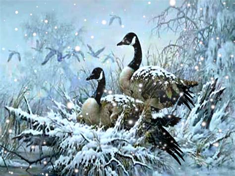 44 Snow Goose Wallpaper