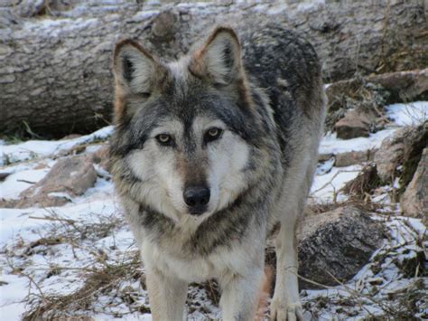 Cheyenne Mountain Zoo Hopes Mexican Gray Wolves Will Find Love