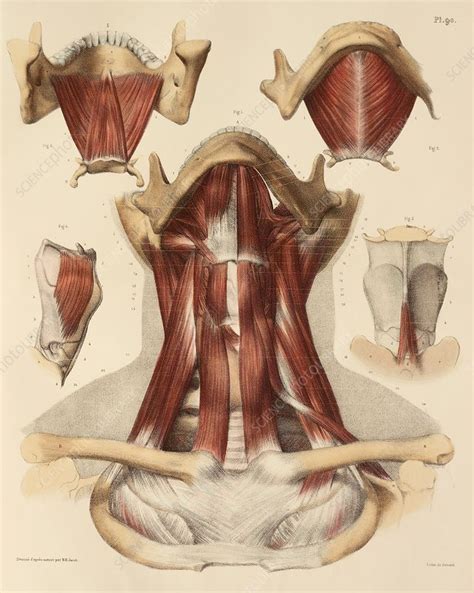 Neck Muscle Anatomy Artwork Stock Image C Science