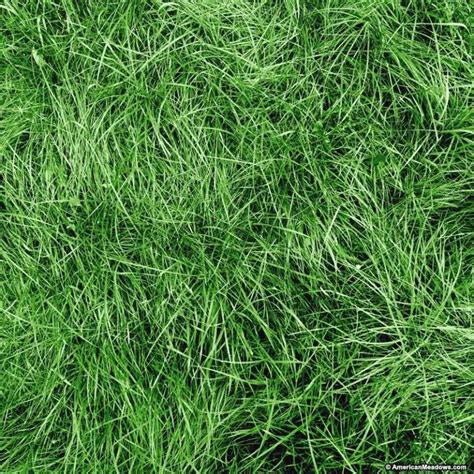 Fescue Grass 101 Types Best Time To Plant Benefits And Much More