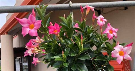 Dipladenia Vs Mandevilla What Is The Difference Between The Two