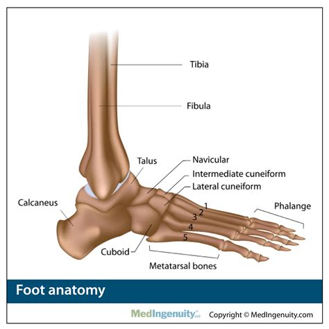 The spine, which runs down the center of the back, allows the body to bend forward, backward, side to side, and rotate to each side. Orthopedic Anatomy Library - Northwest Hills Surgical ...