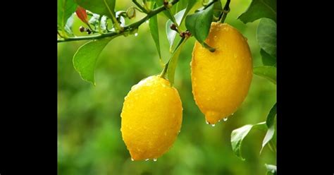 How To Grow Lemons In Your Backyard Yates
