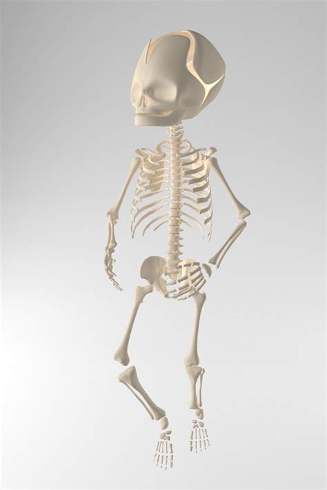 Child Skeleton 3d Model Cgtrader