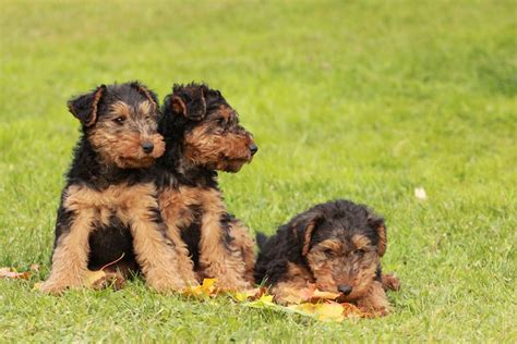 All of our puppies are around people and children since the day of their birth and are extremely friendly and social. Welsh Terrier Puppies For Sale - AKC PuppyFinder
