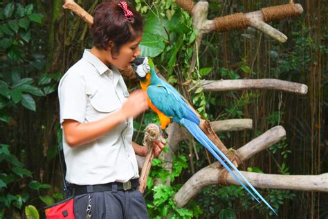 Find images of blue yellow macaw. File:Blue-and-yellow Macaw, Singapore Zoo (4448693980).jpg ...