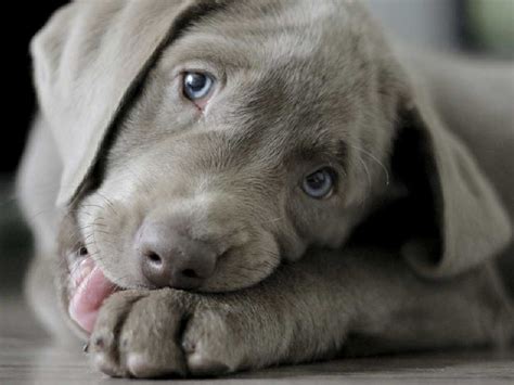 Everything You Need To Know About Silver Labrador Retrievers Labrador