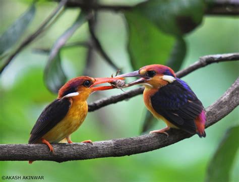 Dr Akash Akinwar Travel And Photography Blogs Oriental Dwarf Kingfisher