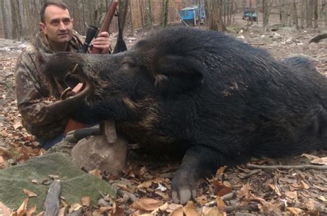 Russian Boar Hunting Pennsylvania Hunting Ranch