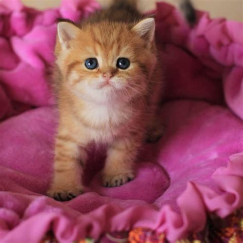 Cute Sweet Kitten Cute Kittens Photo 41133803 Fanpop
